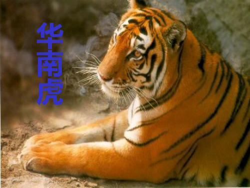 华南虎课件(王冬菊)