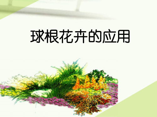 球根花卉的应用