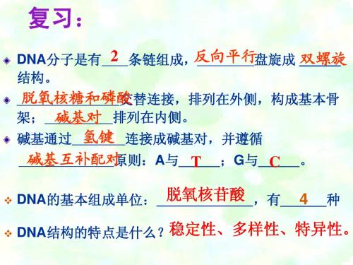 DNA的复制公开课
