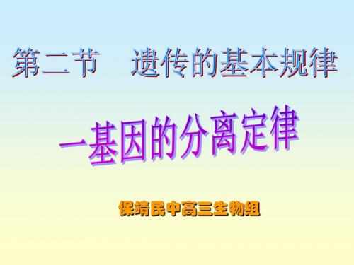 基因的分离定律