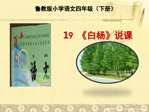 四年级下册语文课件19《白杨》∣鲁教版 (共41张PPT)
