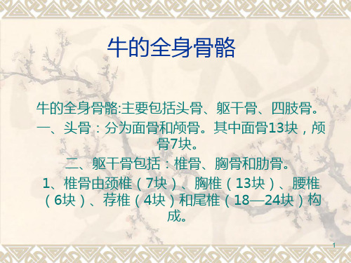 牛的全身骨骼PPT课件