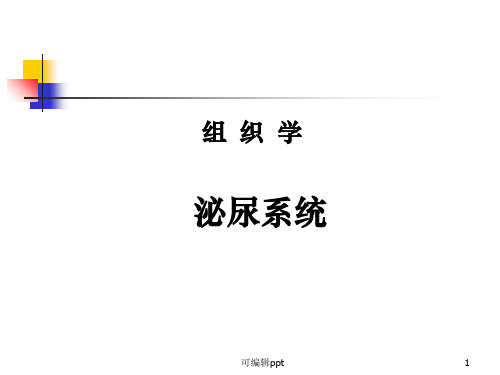 泌尿系统组织学