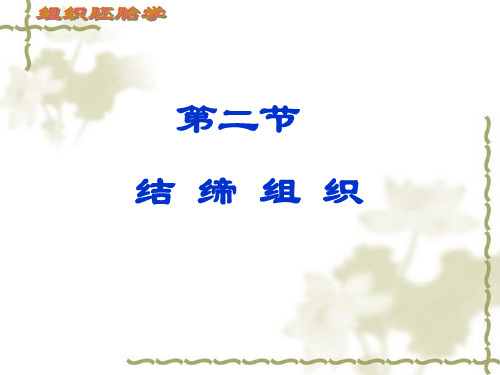 结缔组织