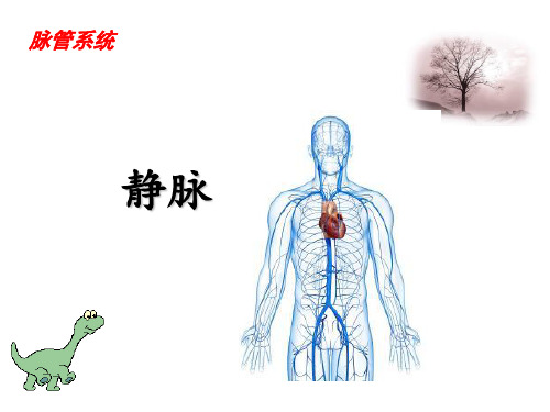 解剖学脉管系统-静脉参考PPT
