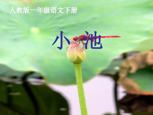 部编教材一年级下册语文《小池》ppt课堂课件