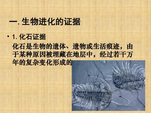 北京版生物八下《生物的进化》ppt课件1