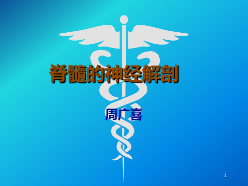 脊髓的神经解剖PPT课件