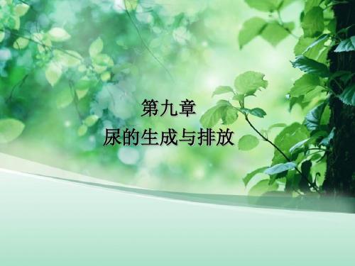 尿的生成与排放课件