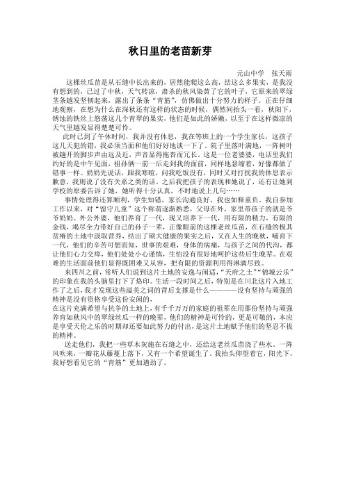 这棵丝瓜苗是从石缝中长出来的