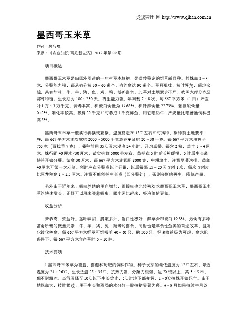 墨西哥玉米草
