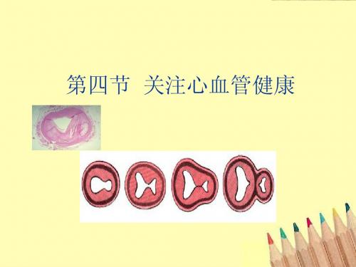 七年级生物下册_3.3.4《关注心血管健康》课件_济南版