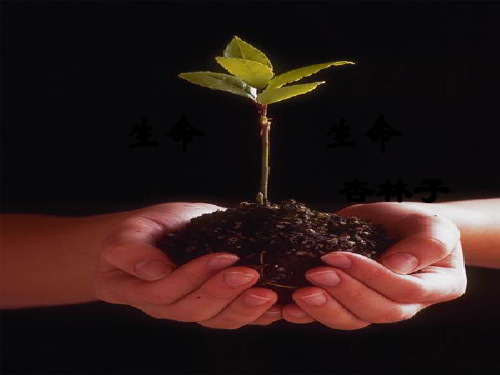 四年级下册语文课件- 19 生命 _人教新课标版