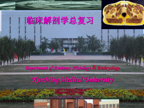 人体断层解剖学总复习(研究生)