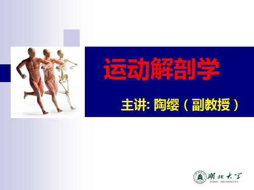 骨连结概述1-关节的构造