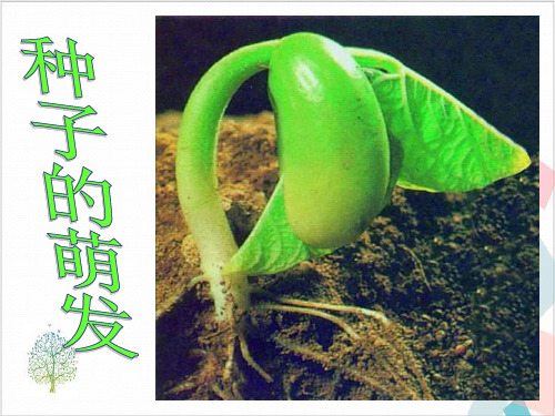 初中生物人教版《种子的萌发》_PPT