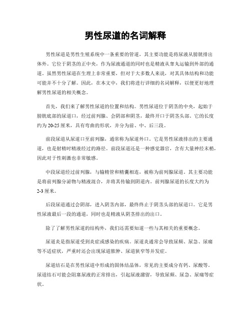 男性尿道的名词解释