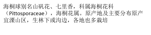 海桐球栽培技术