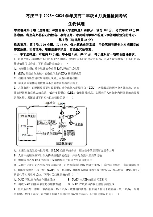 山东省枣庄市第三中学2023—2024学年高二下学期6月月考生物试题(答案)
