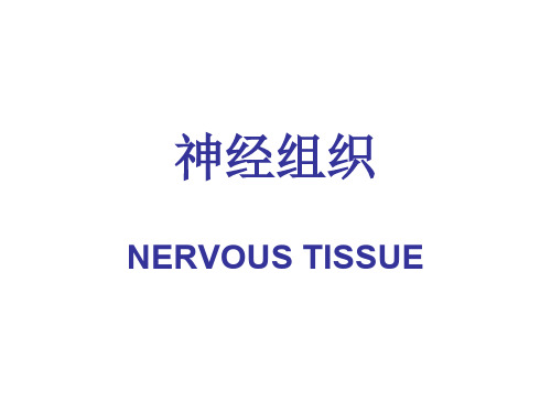 组织胚胎学PPT08神经组织课件