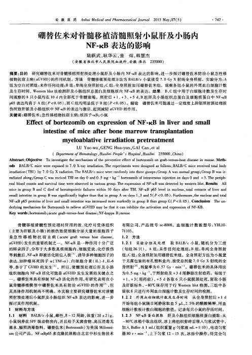 硼替佐米对骨髓移植清髓照射小鼠肝及小肠内NF-kB表达的影响