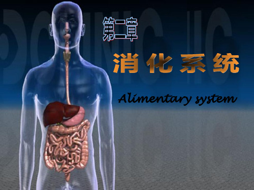 胃的形态结构ppt
