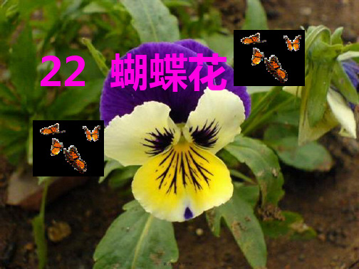 一年级语文下册 第5单元 22《蝴蝶花》课件2 小学一年级下册语文课件