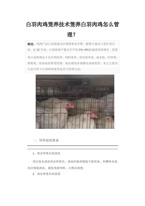 白羽肉鸡笼养技术笼养白羽肉鸡怎么管理