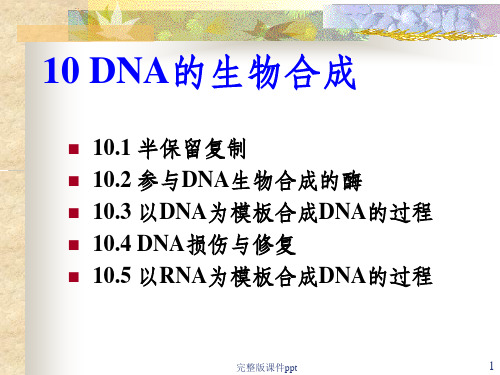 《DNA的生物合成》PPT课件