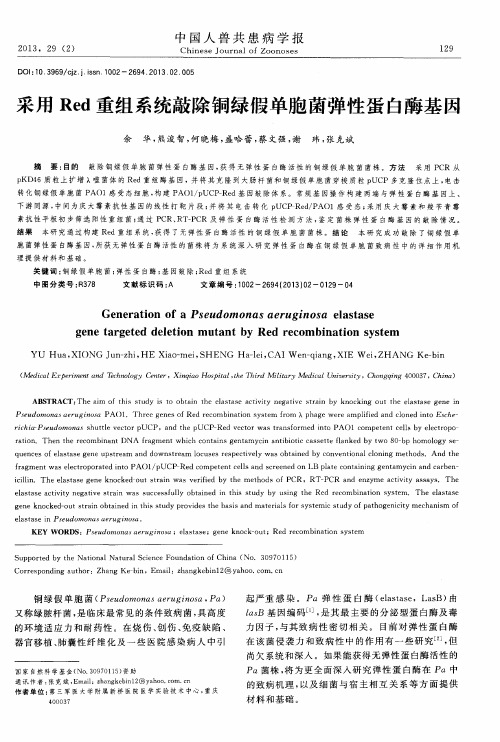 采用Red重组系统敲除铜绿假单胞菌弹性蛋白酶基因