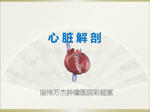 心脏解剖
