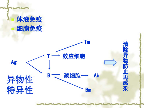 免疫学课件 第4章  免疫球蛋白  1423页PPT