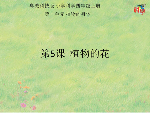四年级上册科学课件 《植物的花》 粤教版 (共22页)PPT