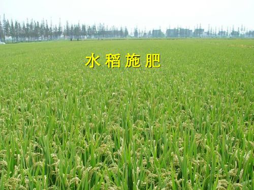 水 稻 施 肥
