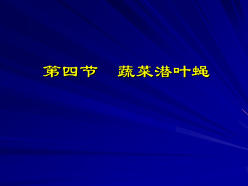 第四节 潜叶蝇类-2