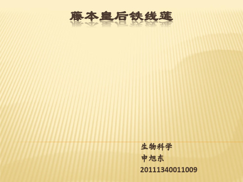 藤本皇后铁线莲