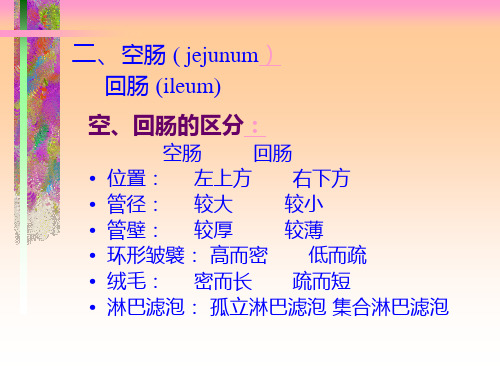 结肠下区解剖