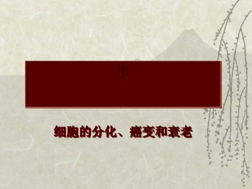 《细胞的分化、癌变和衰老》PPT课件4 人教版