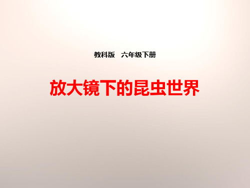 《放大镜下的昆虫世界》微小世界 完美课件