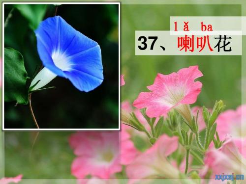 《喇叭花》课件