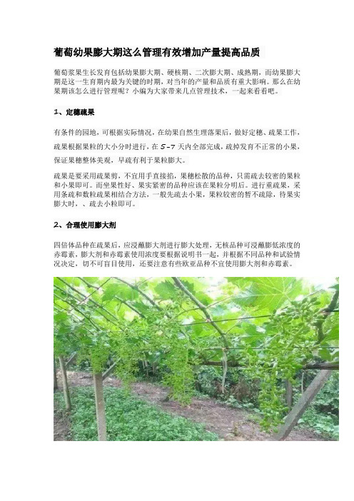葡萄幼果膨大期这么管理有效增加产量提高品质