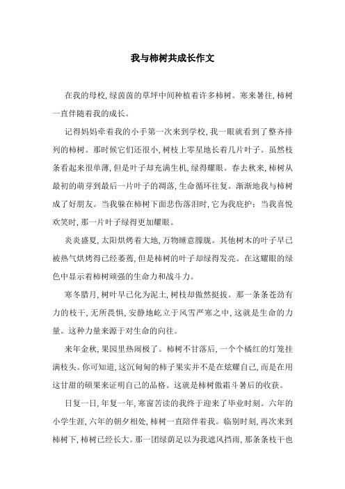 我与柿树共成长作文