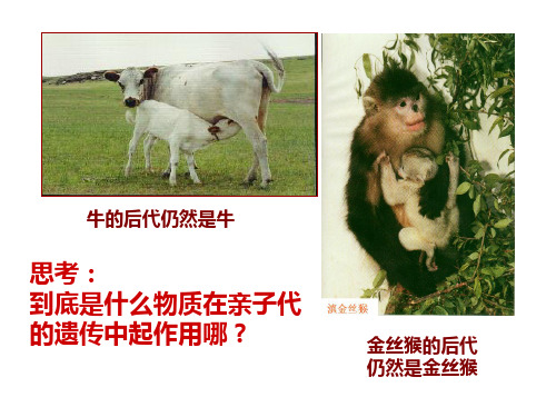 DNA分子的结构和复制公开课PPT课件