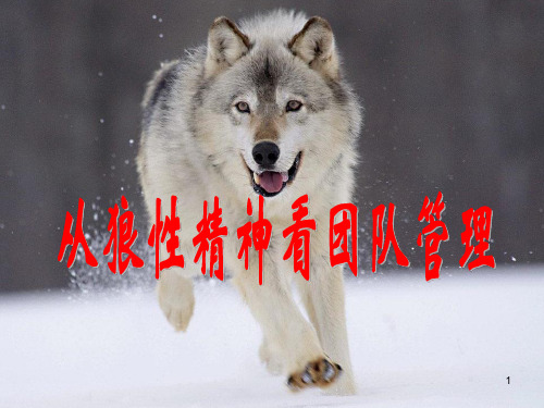 狼性精神ppt课件