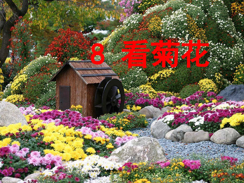 一年级语文苏教版国标本一年级上册8看菊花