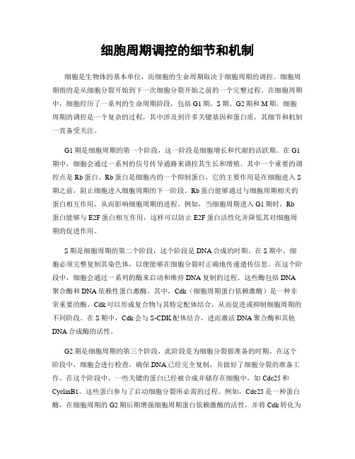 细胞周期调控的细节和机制
