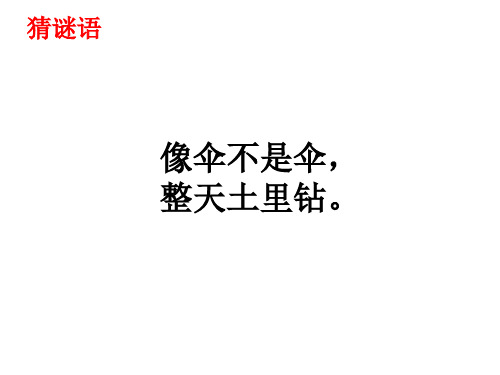 部编新人教版小学语文二年级上册《树》PPT课件
