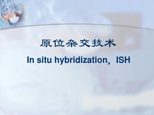 细胞生物学技术课件2015原位杂交