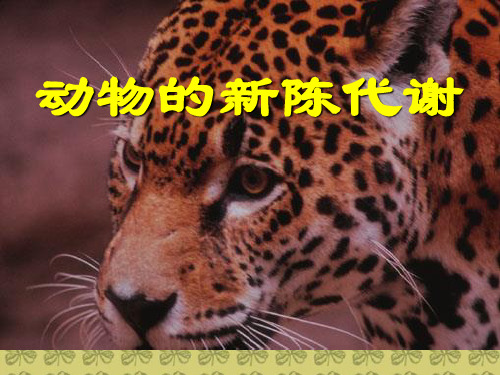 动物的新陈代谢 人教版