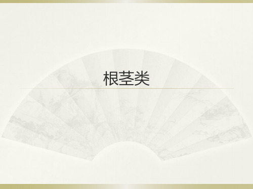 根茎类